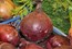 Onions Red  - 