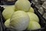 Cabbage White - 